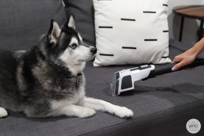 Cleaning Pet Messes At Home